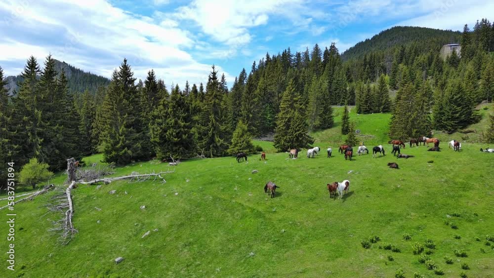 Herd of horses that eat grass, drink water and graze in meadow with fir trees against backdrop of mountains and sky Herd of horses that eat grass, drink water and graze in meadow with fir trees against backdrop of mountains and sky