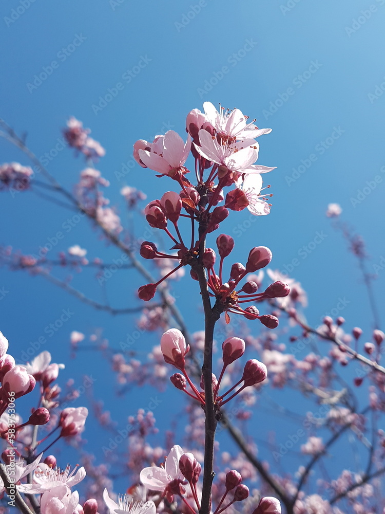 damson flowers isolated spring background damson flowers isolated spring background
