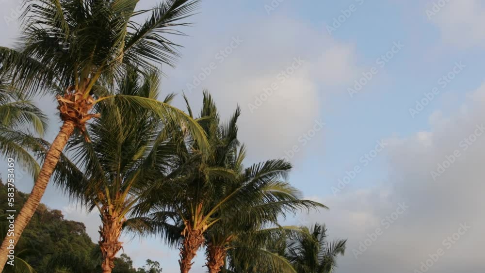 sea breeze in the island palm trees on the beach sea breeze in the island palm trees on the beach