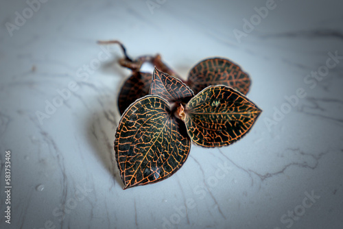 Anoectochilus, commonly known as jewel orchid or openwork orchid,  Modern medicine recognizes brocade orchid as a precious medicinal plant - cure canc photo