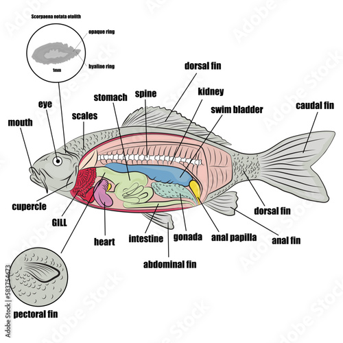 Internal and external parts of the fish, otolith sample and accommodation.