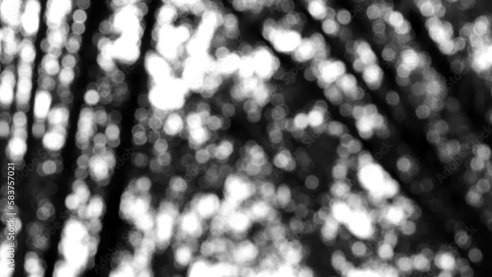 Blurred leaves of tree   , in the evening  Chiangmai Thailand