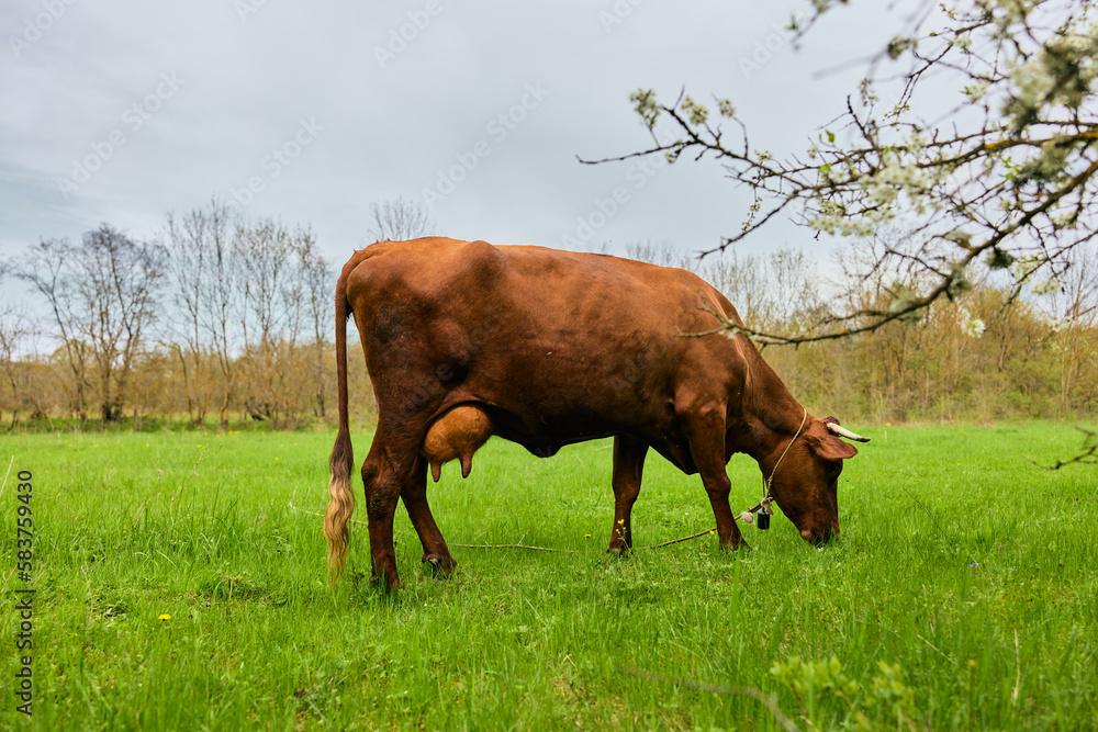 a horned cow grazes in a meadow on a cloudy day a horned cow grazes in a meadow on a cloudy day