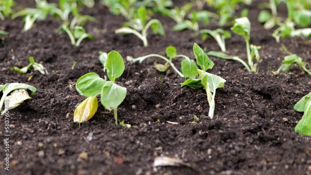 Homegrown Green Cabbage Seedling Growing In The Field. Farm Cultivation Homegrown Green Cabbage Seedling Growing In The Field. Farm Cultivation