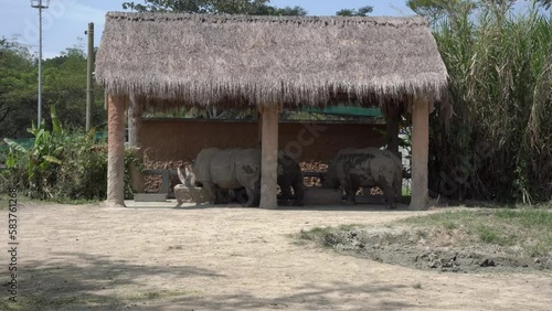 Rhinoceros's grazing in an outdoor enclosure in a zoo. photo