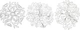 Round floral Beautiful Bundle design Collection, eucalyptus branches line art doodle bouquet Vector flower background, black outline hand drawn element tree branch, bush, plant, tropical leaves