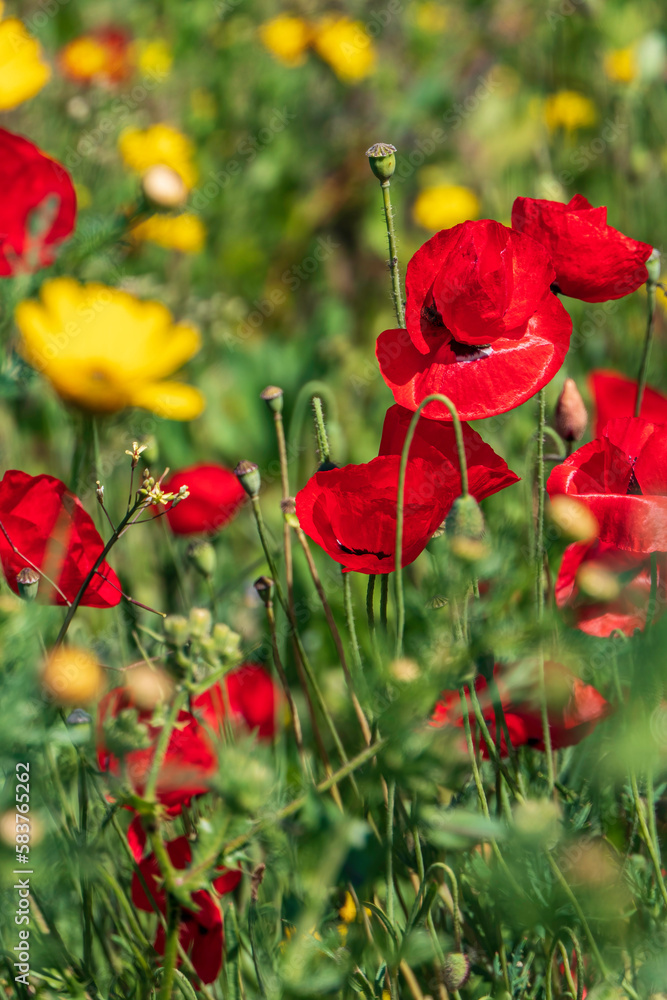 Fototapeta premium Red flowers of blooming wild poppies among green grass.