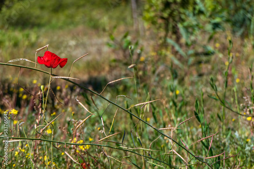 Red flowers of blooming wild poppies among green grass.