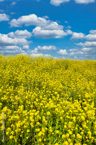 Nanohana flowers and blue sky