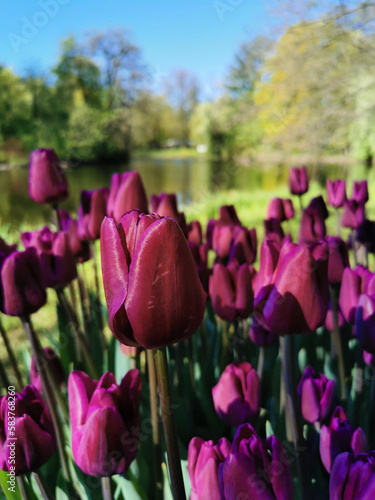 Tulip Festival on Elagin Island in St. Petersburg. A flower garden with lilac tulips of the Purple Flag variety against the backdrop of a pond, trees with young leaves and a blue sky.