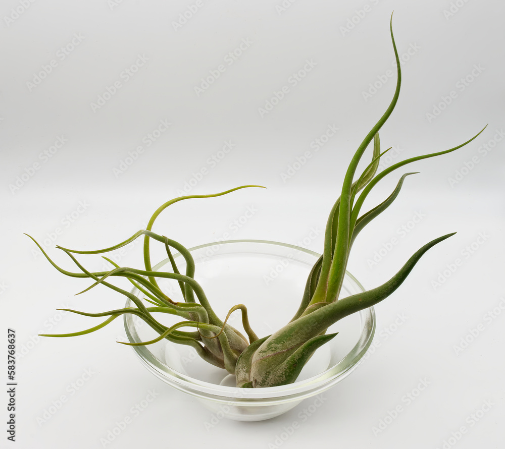 Fototapeta premium Tillandsia is a plant without roots. It absorbs its nutrients from the moisture present in the air. Plant care concept.
