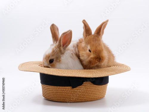 funny cute rabbits in a hat on a white background