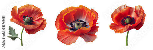 Red poppy flowers isolated on a transparent background.