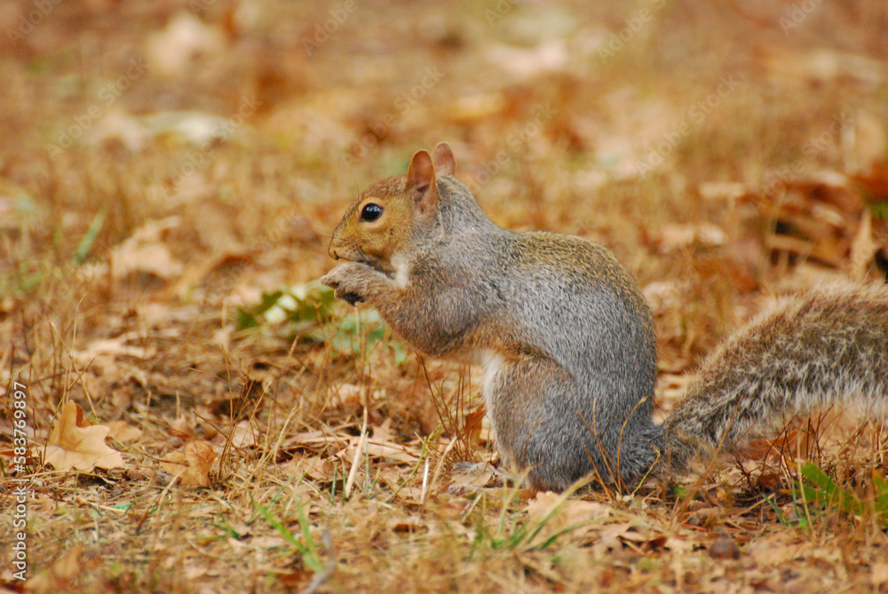 Closeup of a squirrel eating an acorn, sitting on dried leaves in Central Park, New York