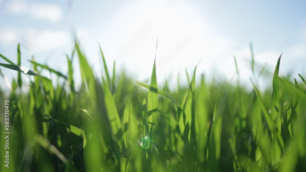 Field of green young plants. Wheat green leaves movement in wind. Field of green young plants. Wheat green leaves movement in wind.