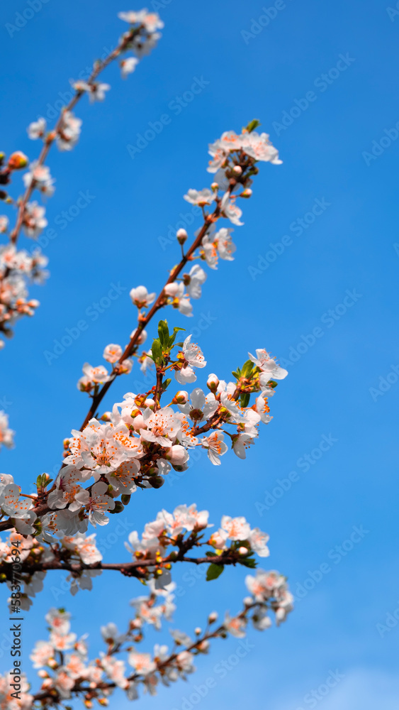 Plum tree flowers blooming with the arrival of spring and blue sky, background with text area, story Plum tree flowers blooming with the arrival of spring and blue sky, background with text area, story