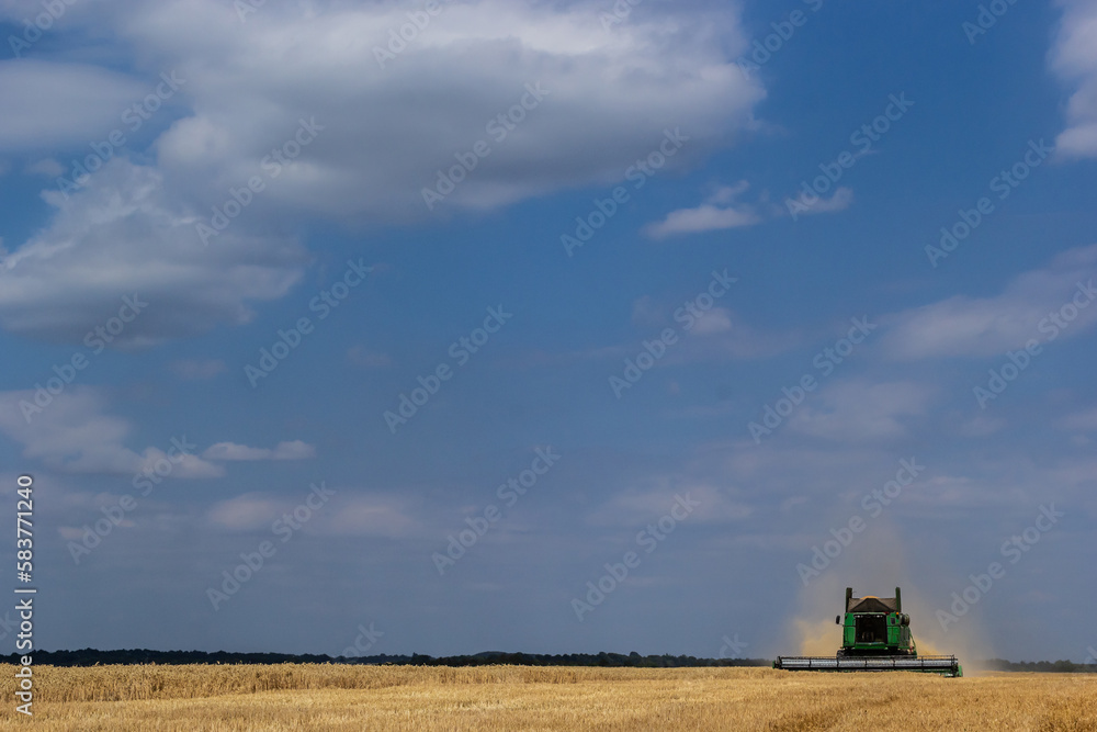 Fototapeta premium Combine harvester harvests ripe wheat. Ripe ears of gold field on the cloudy sky background. . Concept of a rich harvest. Agriculture image