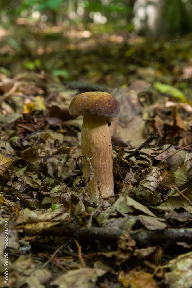 Penny bun fungus Boletus edulis growing in the forest Penny bun fungus Boletus edulis growing in the forest