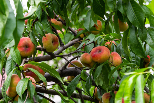 Branches with donut peaches and green leaves. Peach tree photo