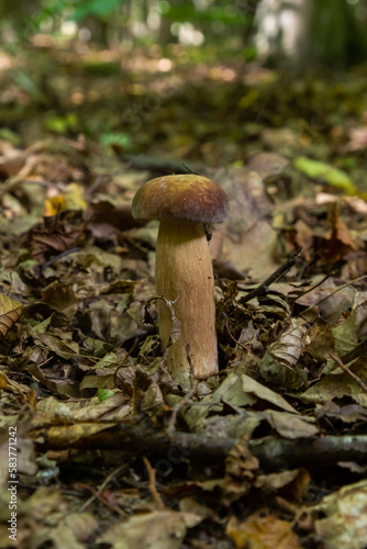 Penny bun fungus Boletus edulis growing in the forest