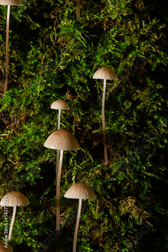 Mushroom Mycena galopus grows on green moss in the forest
