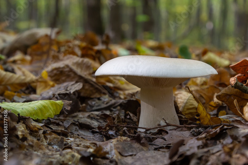 Edible mushroom Clitocybe nebularis in the beech forest. Known as Lepista nebularis, clouded agaric or cloud funnel. Wild mushrooms in the leaves. Autumn time in the forest
