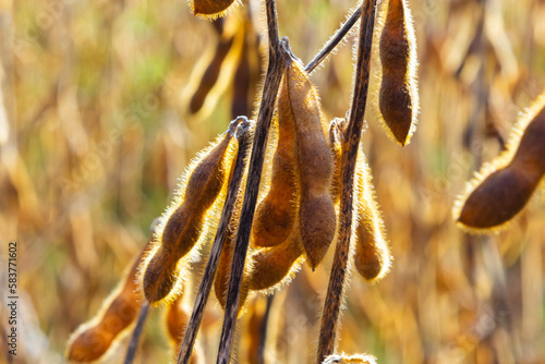 Soybean fields. Ripe golden-yellow soybean pods at sunset. Soybean field in the golden glow. Blurred background, shallow depth of field The concept of a good harvest. Macro