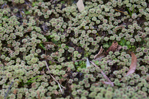 Marchantia polymorpha liverwort, close up shot