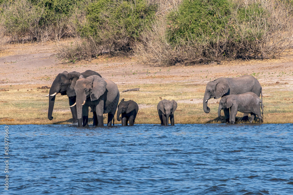 Herd of African elephants drinking at a waterhole in Chobe national park. Herd of African elephants drinking at a waterhole in Chobe national park.