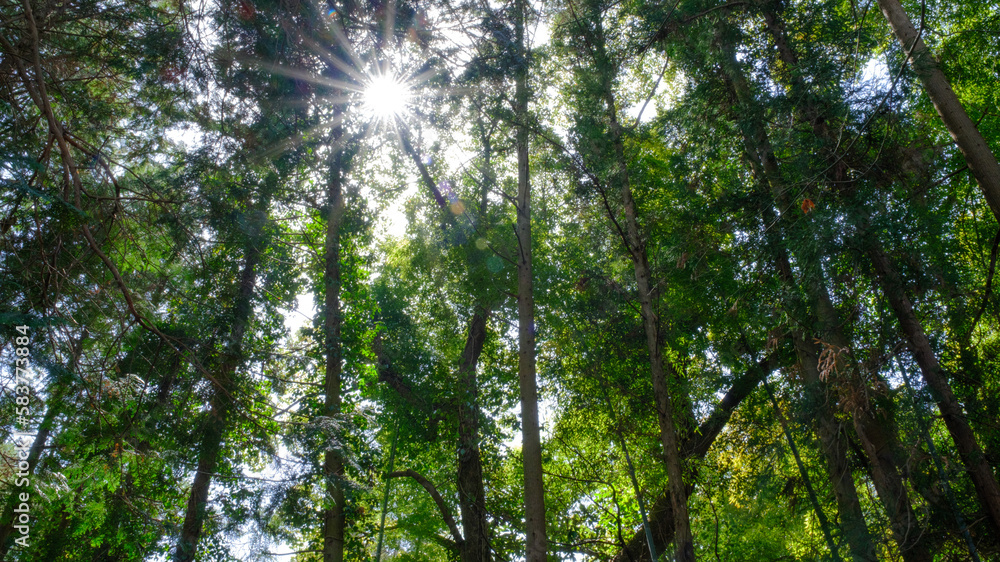 Obraz premium 森の中から見える太陽の光芒