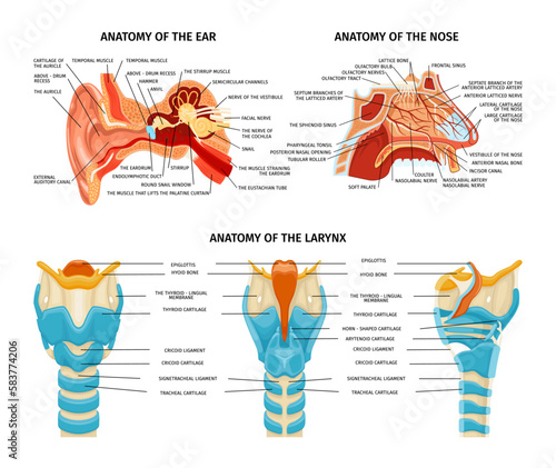 Ear Nose Anatomy Set