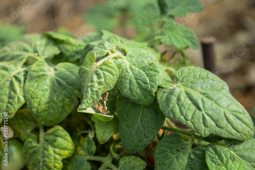 tomato leaves affected by spider mite photo