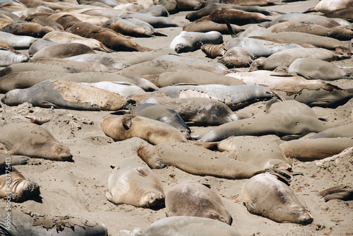 Elephant Seals off the coast of California 