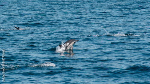 Dolphins in the Pacific Ocean  © Samantha