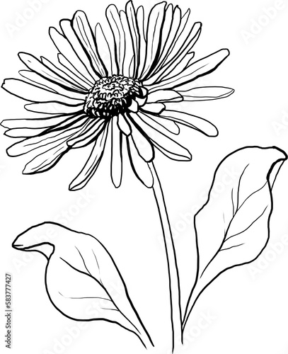 Daisy lineart, birth month flowers clipart, flower illustration