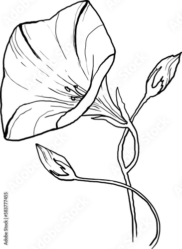 Morning Glory lineart, birth month flowers clipart, flower illustration