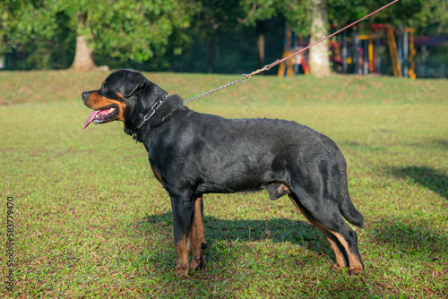 Portrait of dog Rottweiler. Side view.