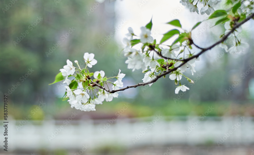 Obraz premium White cherry blossoms bloom in spring