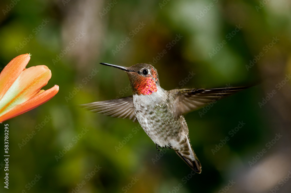 Fototapeta premium Anna's Hummingbird (Calypte anna) male in garden, Los Angeles, California, USA