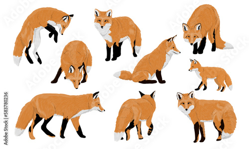 Set of red foxes Vulpes vulpes. Common foxes and their cubs walk  sit  stand and hunt. Realistic vector carnivorous animal