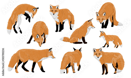Set of red foxes Vulpes vulpes. Common foxes and their cubs walk, sit, stand and hunt. Realistic vector carnivorous animal