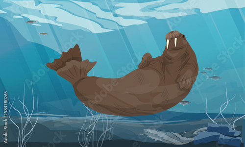 Walrus swims in sea water. Wildlife of the Arctic. Realistic vector landscape