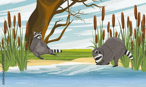 A pair of raccoons is resting on the shore of the lake. Sandy shore of the lake with high thickets of cattail. Realistic vector landscape