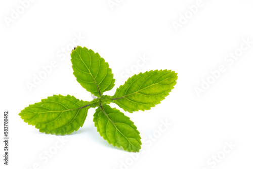 green leaf isolated on white background 