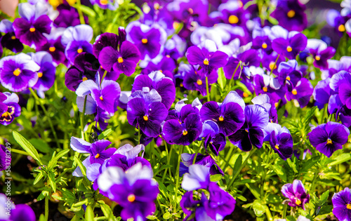 Purple violets on a green natural background