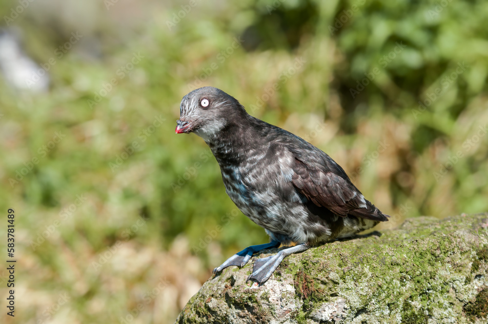 Fototapeta premium Least Auklet (Aethia pusilla) at colony in St. George Island, Pribilof Islands, Alaska, USA