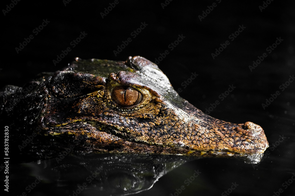 Fototapeta premium Brow smooth-fronted caiman in the water. Alligator close-up. Paleosuchus palpebrosus. Cuvier's dwarf caiman. 