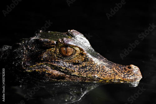 Brow smooth-fronted caiman in the water. Alligator close-up. Paleosuchus palpebrosus. Cuvier's dwarf caiman. 