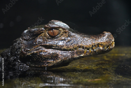 Brow smooth-fronted caiman in the water. Alligator close-up. Paleosuchus palpebrosus. Cuvier's dwarf caiman. 