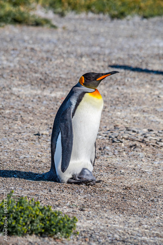 King Penguin  Aptenodytes patagonicus  with chick at Magellanic and Gentoo Penguins colony  Land of Fire  Tierra del Fuego   Argentina